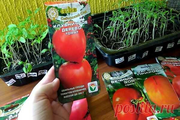 Характеристика и описание сорта томата Вечный зов
