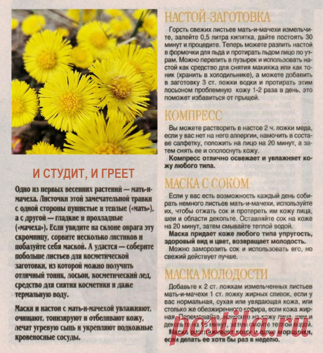 Мать-и-мачеха в косметике