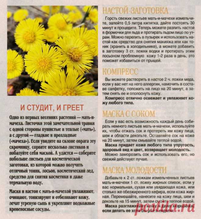 Мать-и-мачеха в косметике