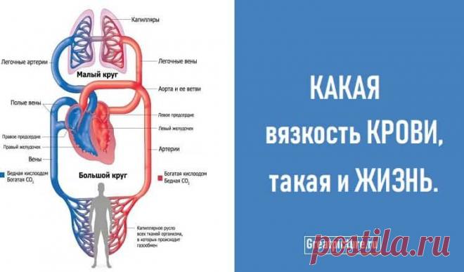 КАКАЯ вязкость КРОВИ, такая и ЖИЗНЬ. Полезная статья! КАКАЯ вязкость КРОВИ, такая и ЖИЗНЬ. Полезная статья!Если недостаток магния — сосуды становятся дырявыми как решето. Если недостаток калия в организме — сердечная мышца начинает сбоить...