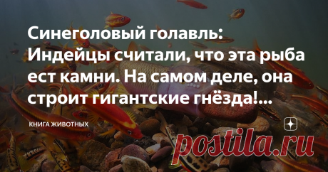 Синеголовый голавль: Индейцы считали, что эта рыба ест камни. На самом деле, она строит гигантские гнёзда! Зачем? Давным-давно прекрасный принц клялся в вечной любви принцессе. «Да я ради тебя землю жрать готов!» — в пылу заявил он, даже не подозревая, что эти слова слышала злая колдунья, завидовавшая их счастью. Ведьма произнесла заклинание, которое исполнило клятву принца. Он превратился в рыбу, обреченную вечно таскать во рту камни для своего семейного гнездышка.  Вроде...