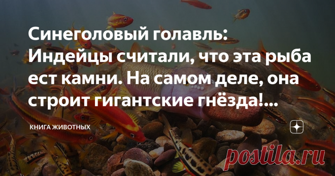 Синеголовый голавль: Индейцы считали, что эта рыба ест камни. На самом деле, она строит гигантские гнёзда! Зачем? Давным-давно прекрасный принц клялся в вечной любви принцессе. «Да я ради тебя землю жрать готов!» — в пылу заявил он, даже не подозревая, что эти слова слышала злая колдунья, завидовавшая их счастью. Ведьма произнесла заклинание, которое исполнило клятву принца. Он превратился в рыбу, обреченную вечно таскать во рту камни для своего семейного гнездышка.  Вроде...
