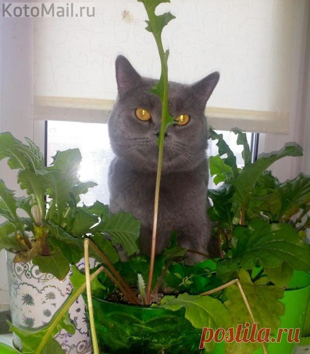 Мастер скрытности