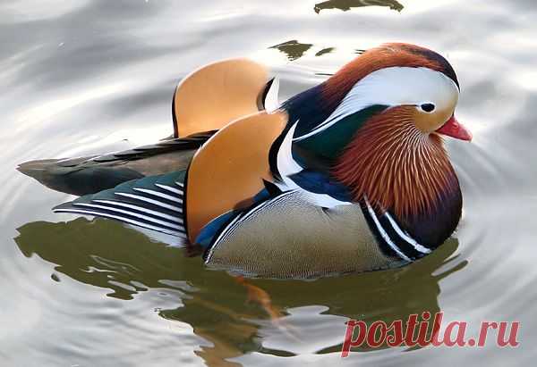 Самые красивые птицы в мире!