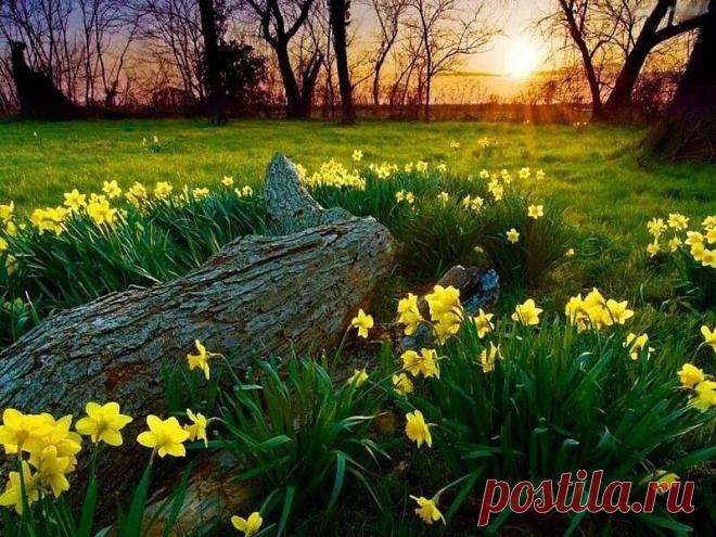 Одноклассники