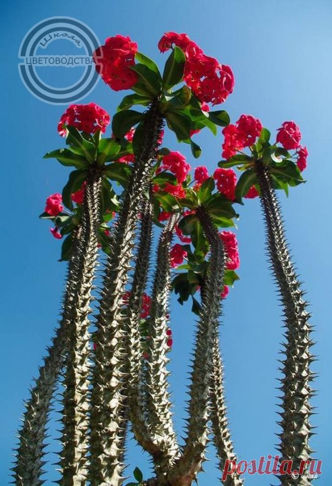 Школа Цветоводства | Цветы Растения