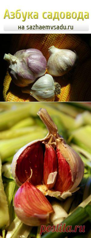 Секреты по выращиванию чеснока весной | Азбука садовода
