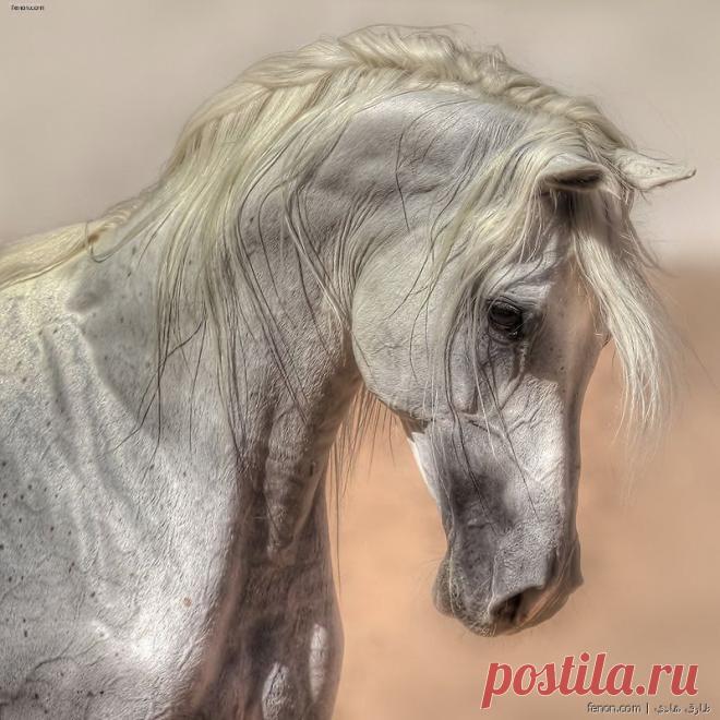 فوتوغرافيا طارق هادي - فنون جميله