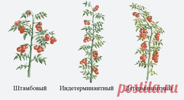 ФОРМИРОВАНИЕ КУСТА ТОМАТОВ В ТЕПЛИЦЕ | Самоцветик