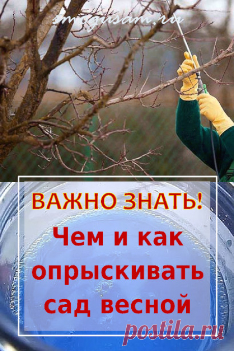 Опрыскивание садовых деревьев ранней весной