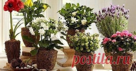 ОДИННАДЦАТЬ СПОСОБОВ УДОБРИТЬ ДОМАШНИЕ РАСТЕНИЯ

1. Подкормка сахаром
1 чайную ложку сахара равномерно насыпают на поверхность земли перед поливом. Или разводят 2 чайные ложки сахара на стакан воды. Такую подкормку проводят раз в неделю.

2. Подкормка яичной скорлупой
Яичная скорлупа богата кальцием, а кальций нейтрализует кислотность. Поэтому при внесении минеральных удобрений, которые повышают кислотность почвы, для нейтрализации добавляют скорлупу. Скорлупу сырых яиц хо...