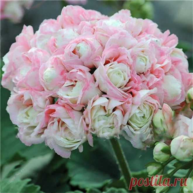 Egrow 100 ШТ садовых семян геран многолетнее оборудование для наружной отделки