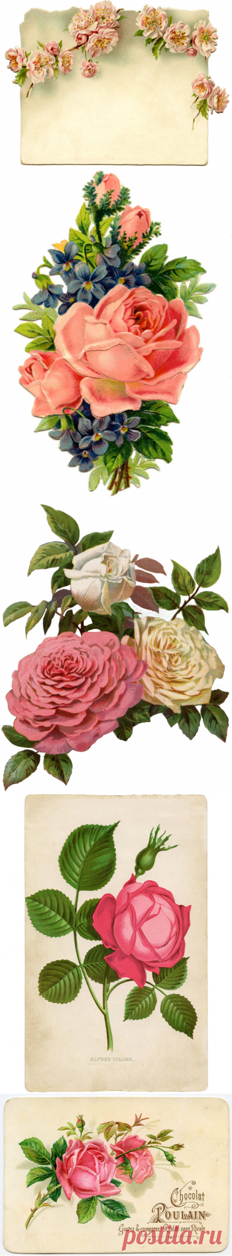 9 Эфемерных Роз! - Графика Сказочная