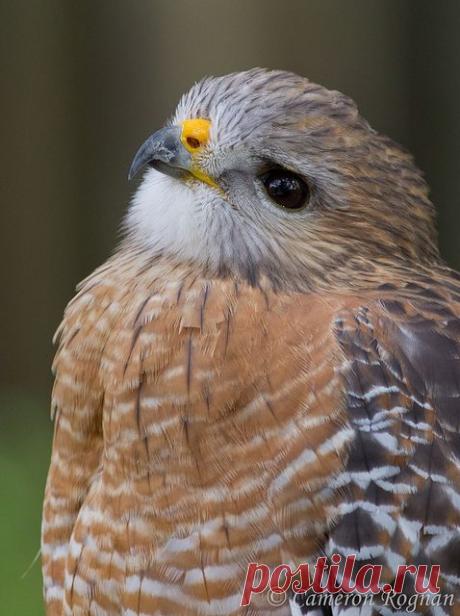 Найдено на сайте flickr.com.