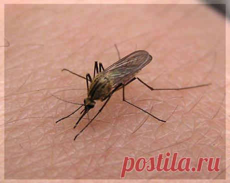 | Как устранить зуд и отек от комариных укусов |