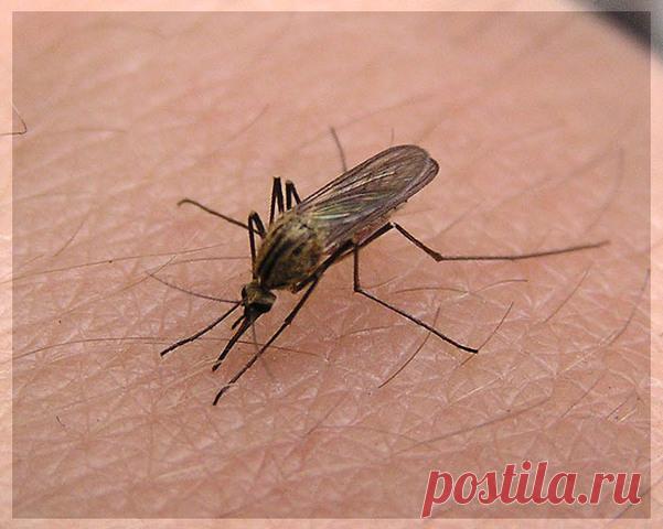 | Как устранить зуд и отек от комариных укусов |