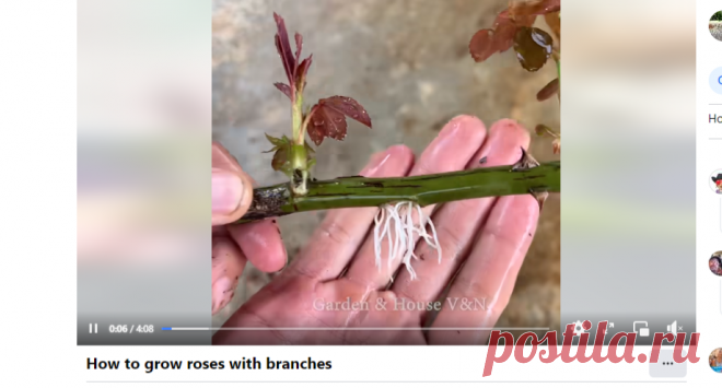 (20+) Watch | Facebook