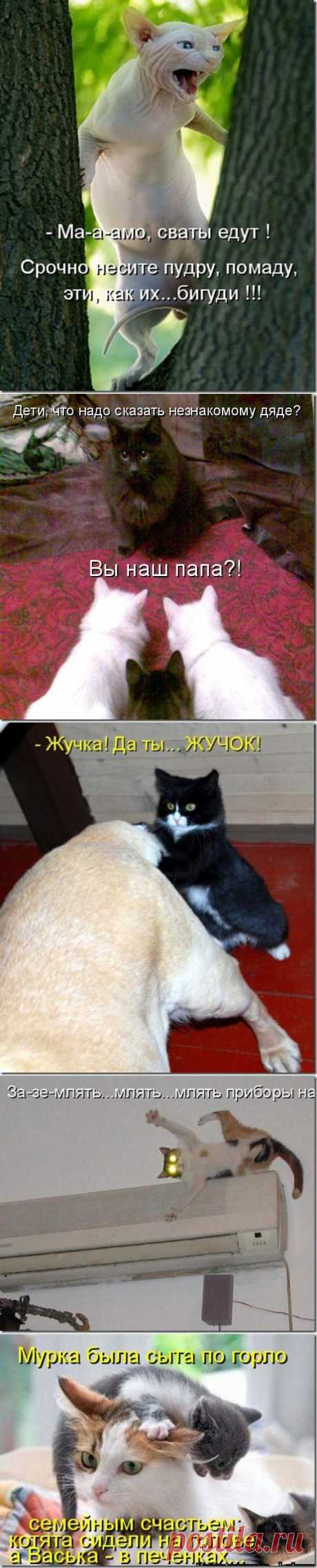 Кошачья карусель | Дай лапку