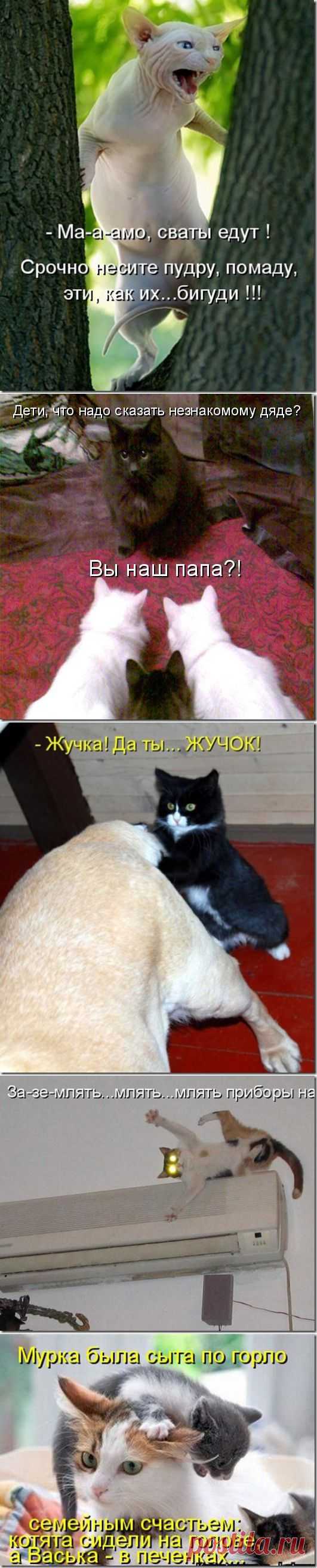 Кошачья карусель | Дай лапку