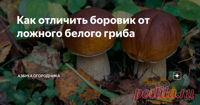 Как отличить боровик от ложного белого гриба Боровик относится к грибам, за которыми чаще всего отправляются в лес. Его ценят за высокие вкусовые качества и богатый питательный состав.
