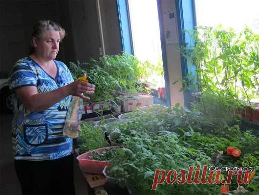 Огородко — садовод и огородник – Google+