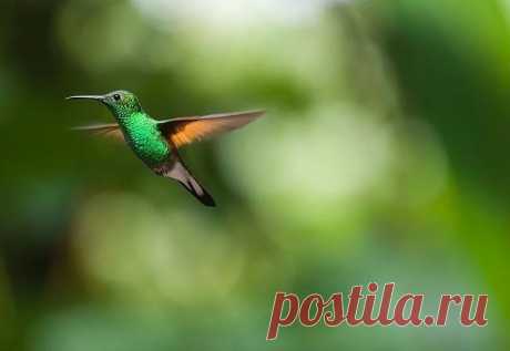 30 интересных фактов о колибри