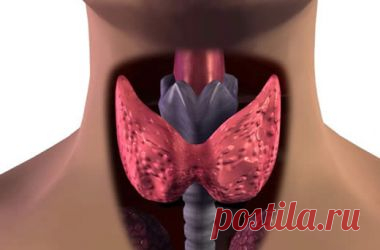 Как избежать заболеваний щитовидной железы: советы врача | КРАСОТА И ЗДОРОВЬЕ