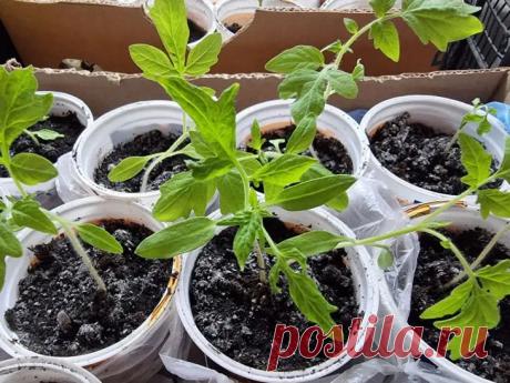 Почему ваша рассада томатов тонкая и длинная: срочно исправьте это до апреля. Главный виновник — недостаток света. Томаты требуют яркого освещения с первых дней.