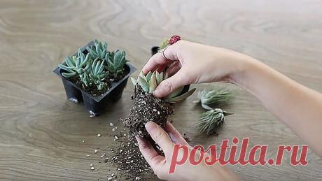 Подбираем грунт для суккулентов — особенности выбора