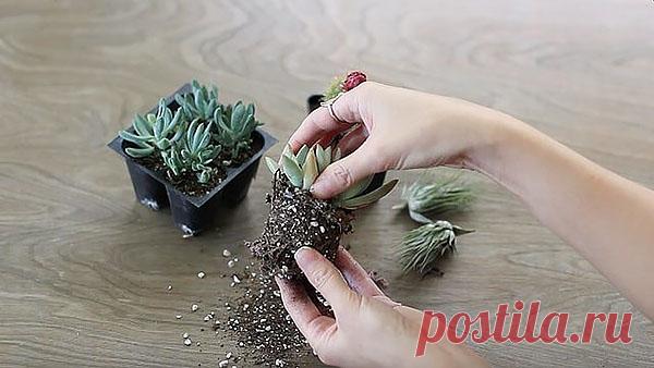 Подбираем грунт для суккулентов — особенности выбора