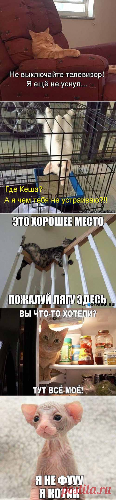 Я котик – забавная подборка фото котов и кошек с подписями | Серпантин