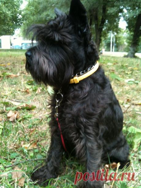 Моя любимица