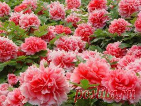 ЧЕРНОБЫЛЬНИК ПОВСЕМЕСТНО РАСТЁТ, ПОЛЫНЬ ОБЫКНОВЕННУЮ КАЖДЫЙ НАЙДЁТ...