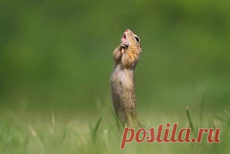 Определены самые смешные фото дикой природы 2020 года - Новости Mail.ru