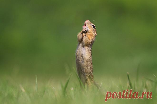 Определены самые смешные фото дикой природы 2020 года - Новости Mail.ru