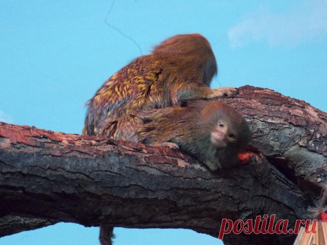 Маленькие обезьянки.