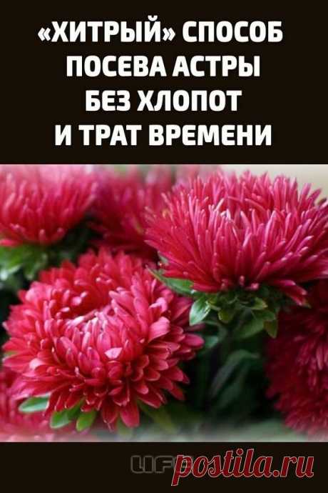 «Хитрый» способ посева астры без хлопот и трат времени