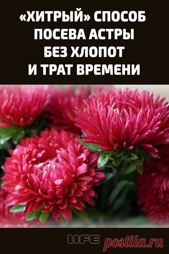 «Хитрый» способ посева астры без хлопот и трат времени