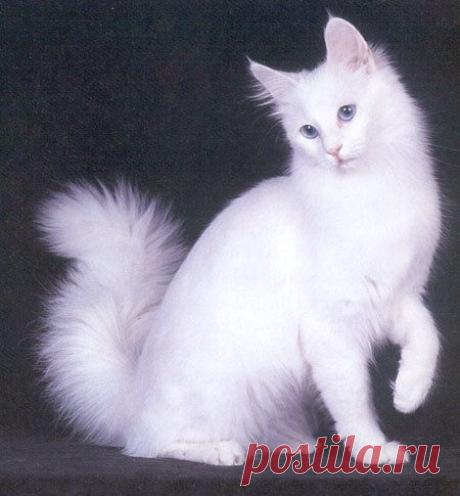 Котяшки - хулигашки...!