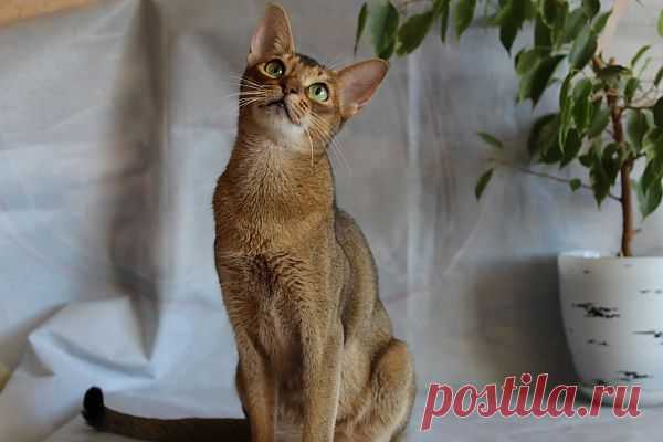 Пати-абиссинская кошка питомник BUOZI