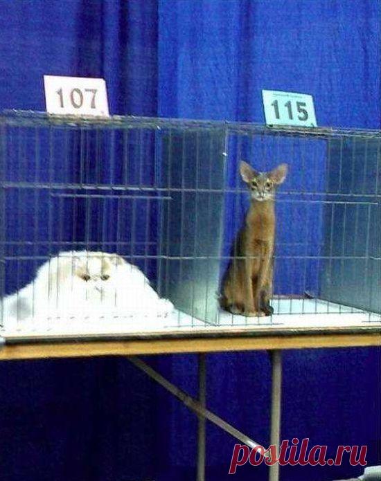 30 самых классных приколов дня. Рекомендую! / Писец - приколы интернета