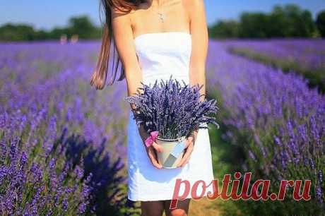 Аромат лаванды...

Лаванда - вечнозеленый кустарник с голубыми или фиолетовыми цветками и длинными узкими серебристыми листьями. Лаванда известна еще со времен Древнего Рима, где ее применяли в гигиенических, а также косметических целях.

Размножают лаванду черенками или семенами. Выращивание лаванды из семян довольно сложно. Семена лаванды требуют стратификации. Стратификация - нахождение семян при низкой температуре для увеличения всхожести.

Семена сажают осенью в почву...