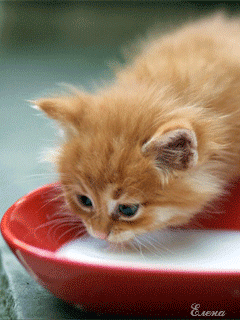 ЖИВЫЕ ФОТОГРАФИИ. AMAZING GIF – Google+