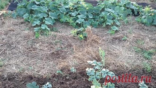 Мучнистая роса на огурцах, кабачках, арбузах и дынях. Меры борьбы