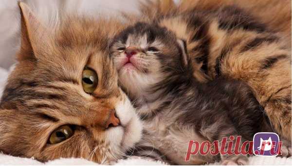 😼Сколько лет вашей кошке по человечьим меркам? | Нос, хвост, лапы | Яндекс Дзен