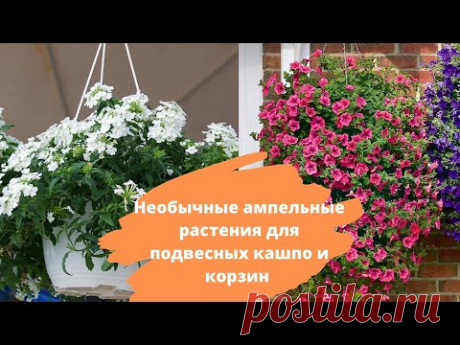 Необычные АМПЕЛЬНЫЕ РАСТЕНИЯ для подвесных корзин и кашпо