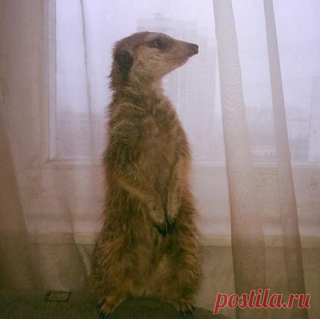 Домашний питомец - сурикат / Питомцы