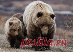 Самый прелестный котик с маленькими клыками / Surfingbird знает всё, что ты любишь