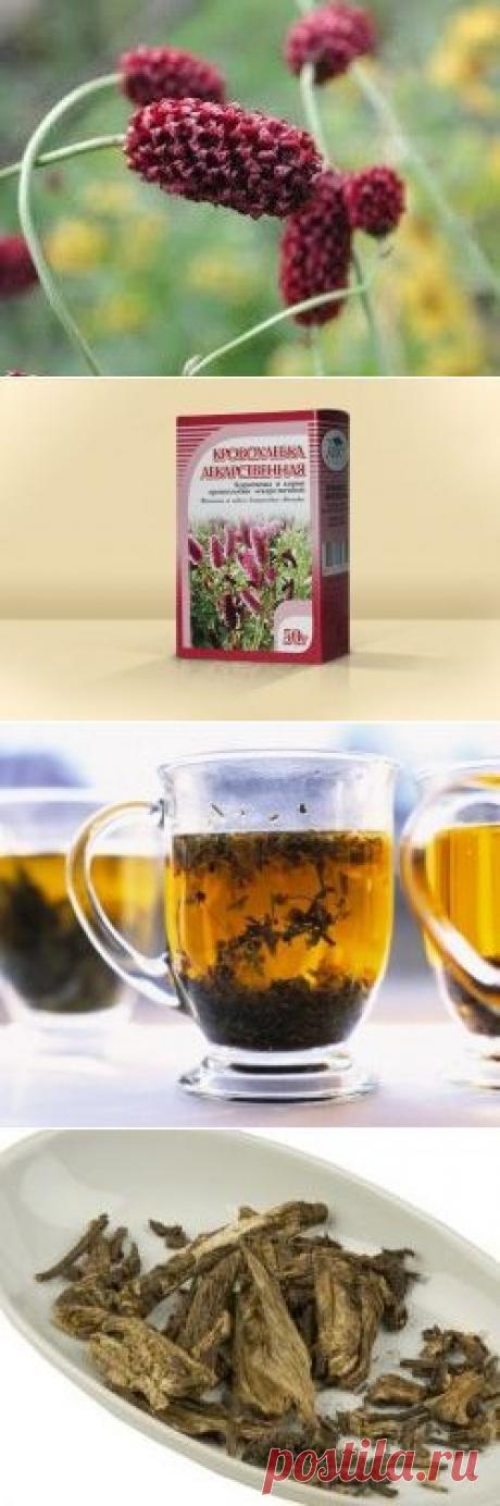 Применение кровохлёбки лекарственной