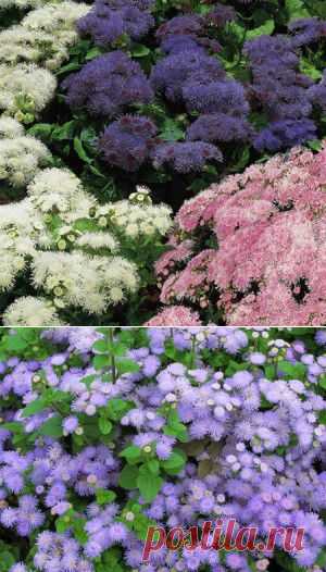 Агератум Хоустона. Посадка и уход. | Для дачников.ру